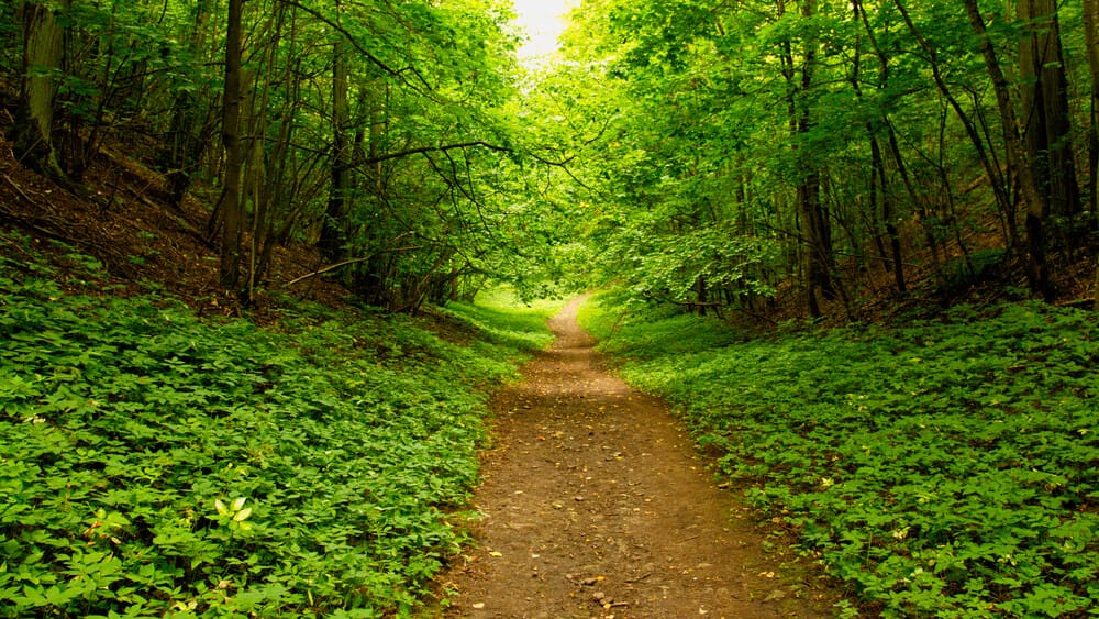 La Forêt est une Source de Minéraux