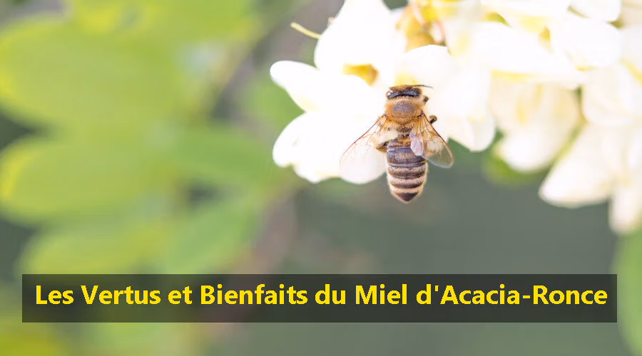 Les Vertus et Bienfaits du Miel d’Acacia-Ronce Les Vertus et Bienfaits du Miel d'Acacia-Ronce