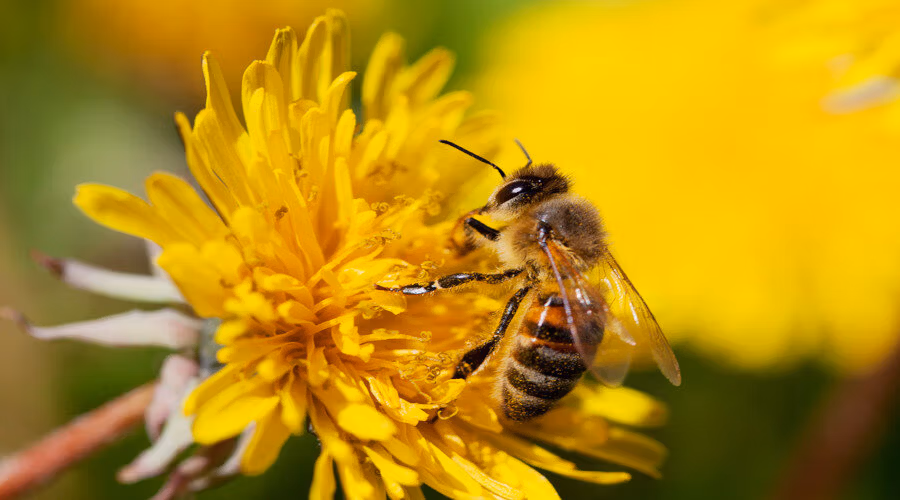 Le génie des abeilles