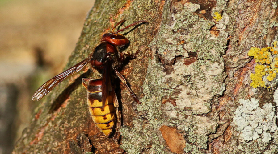 5 façons de lutter contre les frelons asiatiques