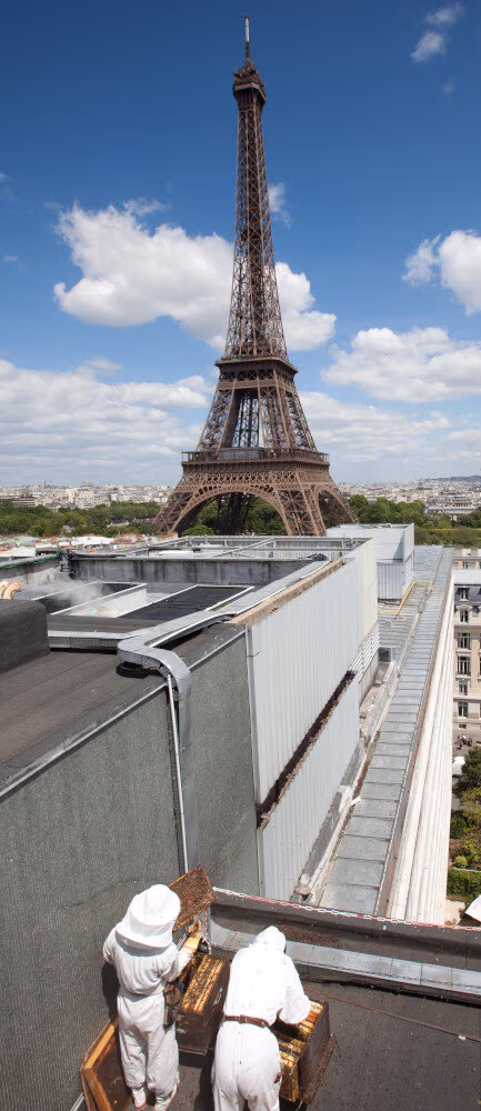 Apiculteurs à Paris – Miellerie sur Paris Apiculteurs à Paris - Miellerie sur Paris