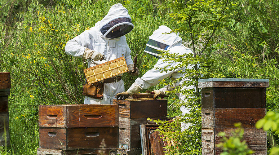 Les apiculteurs et leurs précieuses récoltes de miel