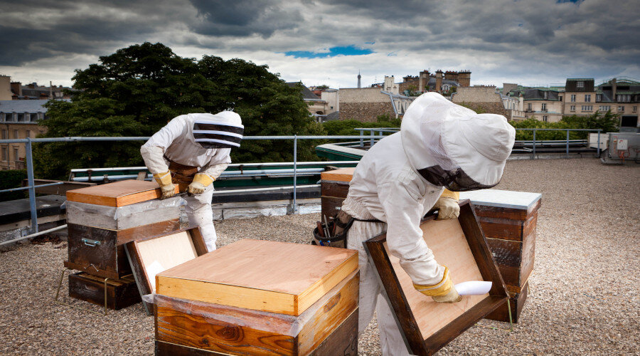 L'apiculture en ville : pratiques et enjeux