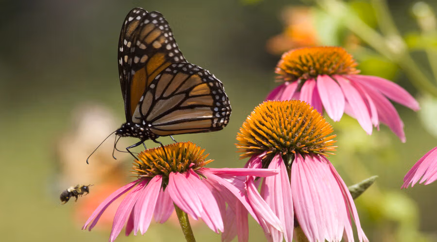 5 faits à savoir sur les Abeilles et pollinisateurs en danger !