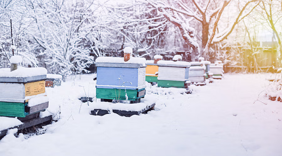 Comment les abeilles survivent-elles en hiver ?