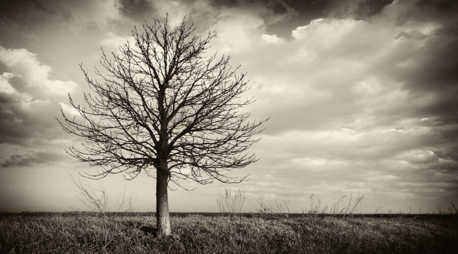 La disparition des abeilles : quel impact sur notre survie ?