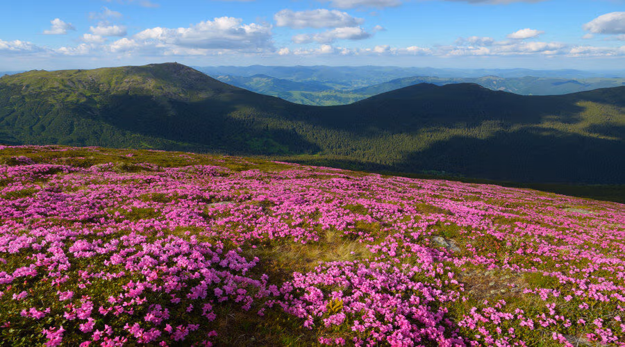 Le miel de rhododendron : l'allié naturel pour votre bien-être