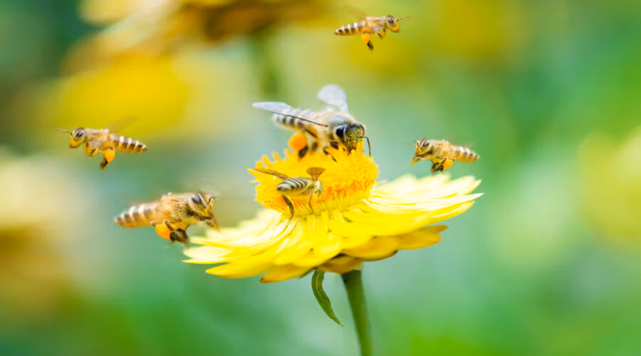Saviez-vous que toutes les abeilles ne font pas du miel ?
