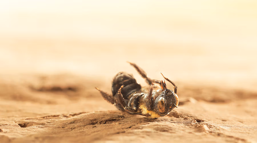 Abeilles et changement climatique : entre menace et résilience