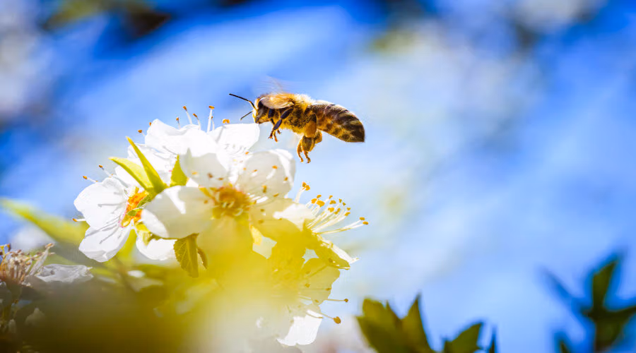 Le processus de fabrication du miel des abeilles en 9 étapes