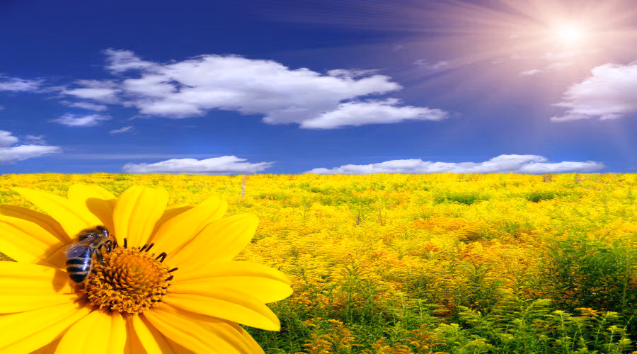Comment la météo influent sur l'activité des abeilles ?