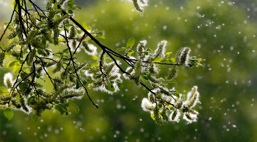 Pollen et pollen d'abeille