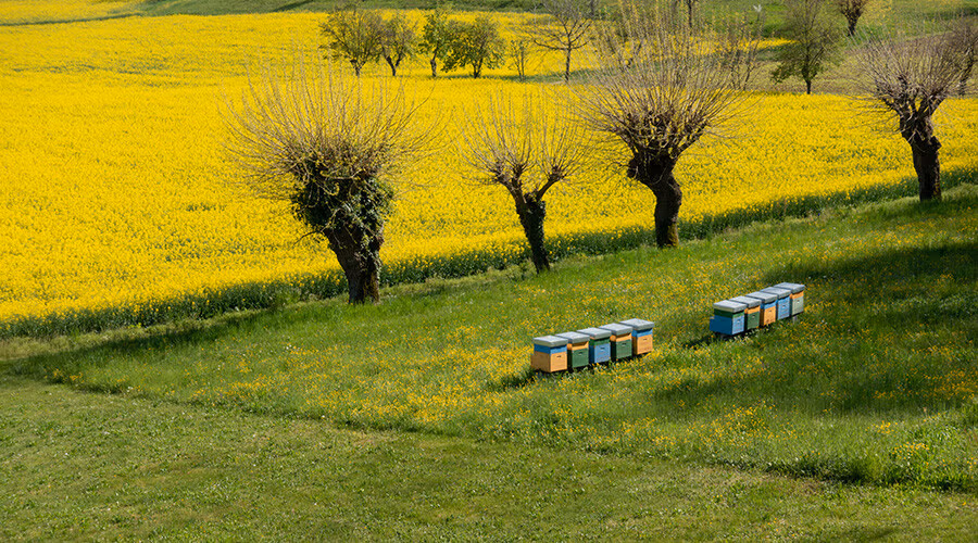 abeilles pollinisation