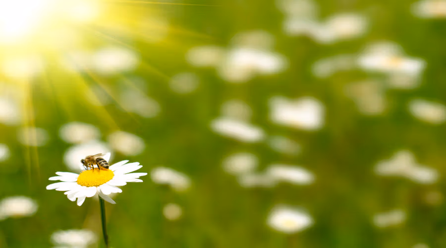 Les abeilles et leur adaptation aux caprices de la météo