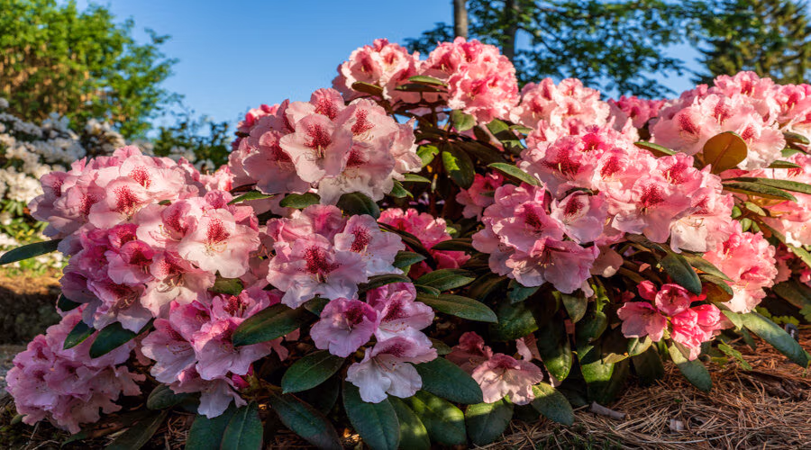 Découvrez les secrets du miel de Rhododendron