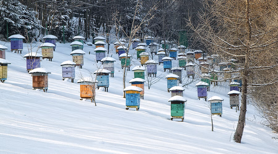 7-astuces-pour-abeilles-hiver 7 astuces pour préparer les abeilles pour l'hiver