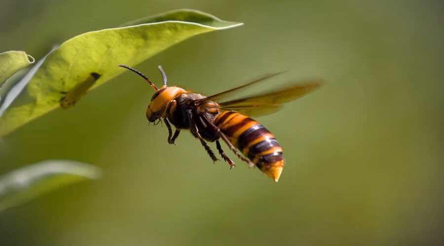 Le frelon géant du Sud menace t-il l'apiculture en France ?